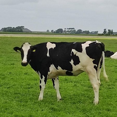 In Het Mooie Friesland Vele Bezienswaardigheden Hantum Kültér fotó