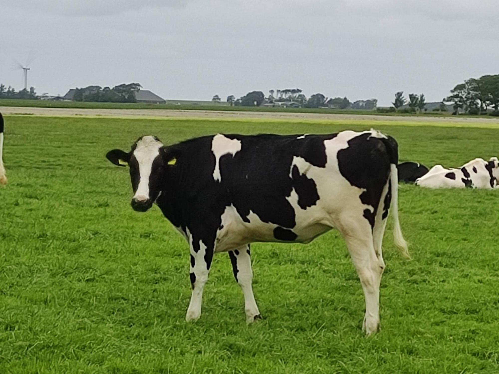 In Het Mooie Friesland Vele Bezienswaardigheden Hantum Kültér fotó